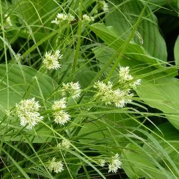 Снежный Марбель (Luzula nivea) Снежный Марбель (Luzula nivea)