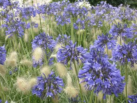 Африканская лилия (Agapanthus) и Пеннисетум (Pennisetum) Африканская лилия (Agapanthus) и Пеннисетум (Pennisetum)