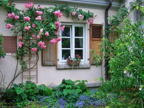 Плетистая роза на окне