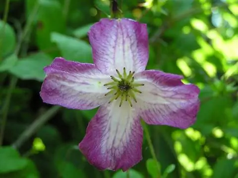 Клематис Витицелла Менуэт