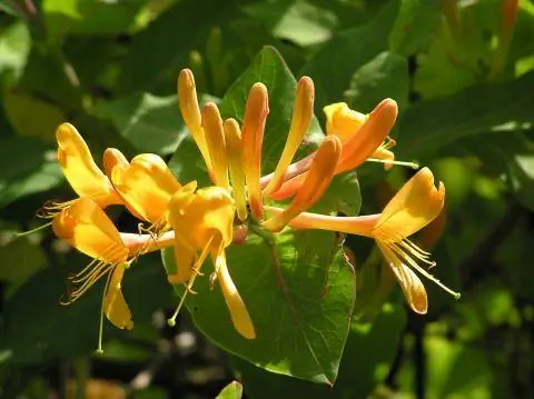 Золотая жимолость