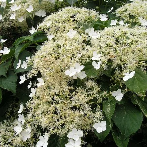 Плетистая гортензия