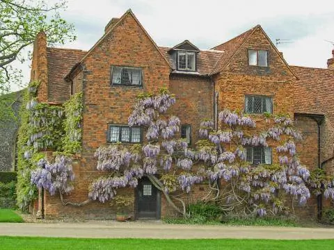 Глициния на стене дома