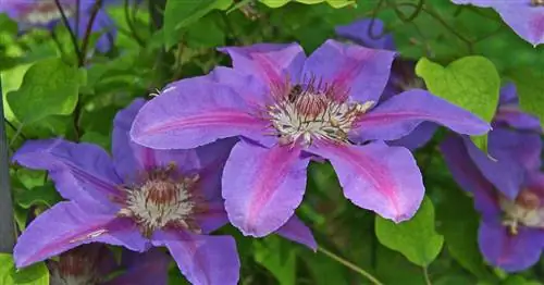 Вьющиеся растения