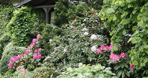 Вечнозеленые растения