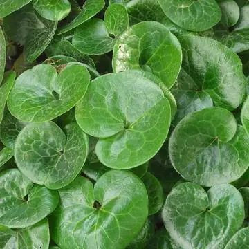 Корень лещины (Asarum europaeum)