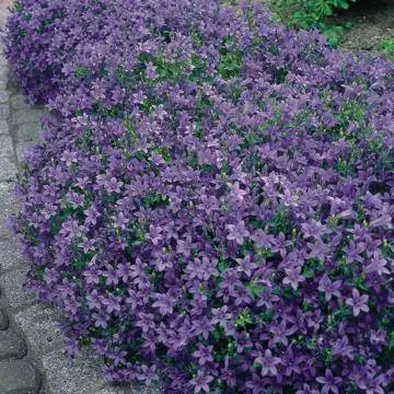 Колокольчик ковровый (Campanula portenschlagiana)