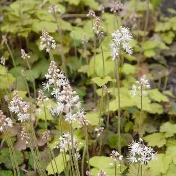 Пенный цветок (Tiarella cordifolia)