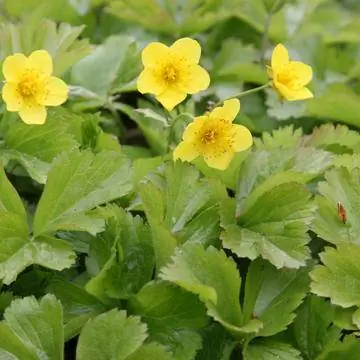 Голдберри (Waldsteinia ternata)
