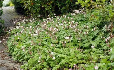 почвопокровное