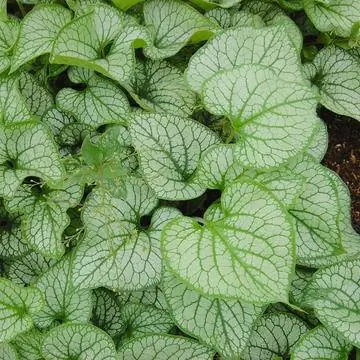 Кавказская незабудка (Brunnera macrophylla)