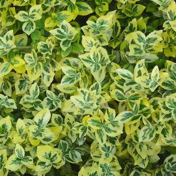 бересклет ползучий (Бересклет фортуна)