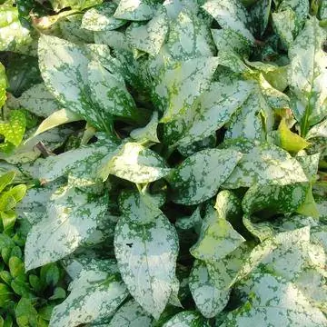 Медуница (пульмонария)