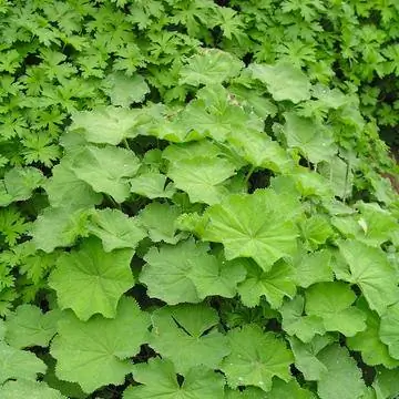 Мантия леди (Alchemilla mollis)