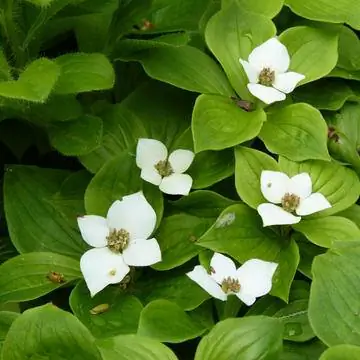 Кизил ковровый (Cornus canadensis)
