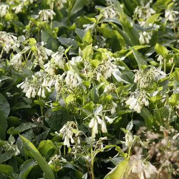 Окопник (симфитум)