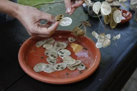 Соберите семена лунной фиалки