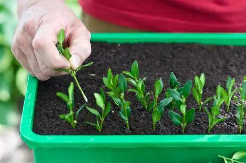 Черенки самшита