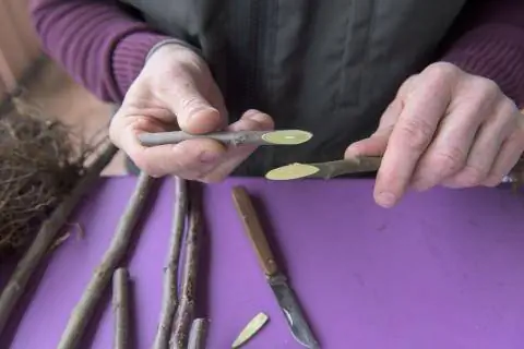 Размножение яблони прививкой