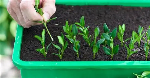 Распространение