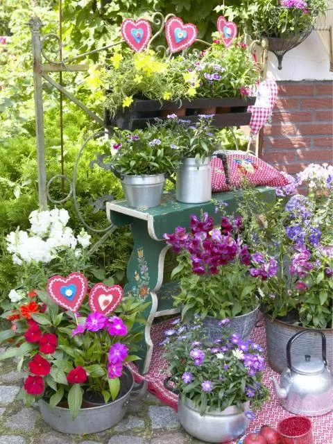 балконные цветы