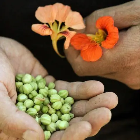 Настурция крупная