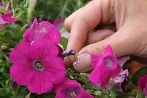 Очистите балкон от растений