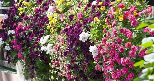 Балконные растения