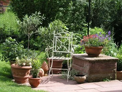 Средиземноморские горшечные растения