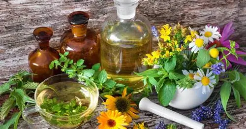 Лекарственные травы, лекарственные растения