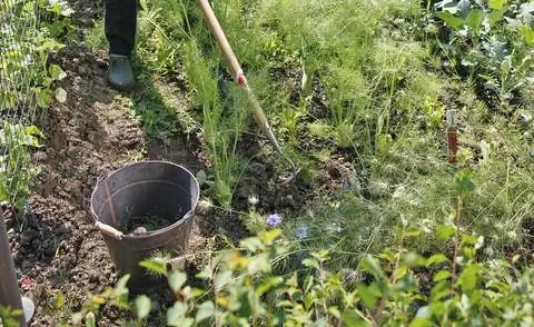 Рубка сорняков в огороде
