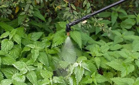 Борьба с крапивой химическими средствами