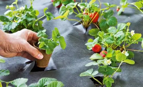 Посадите клубнику между мульчирующей пленкой