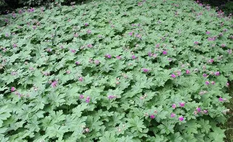 Почвопокровные, такие как герань, не позволяют расти сорнякам