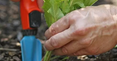 Борьба с сорняками