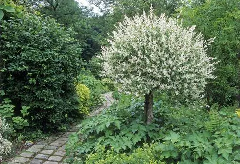 арлекин ива