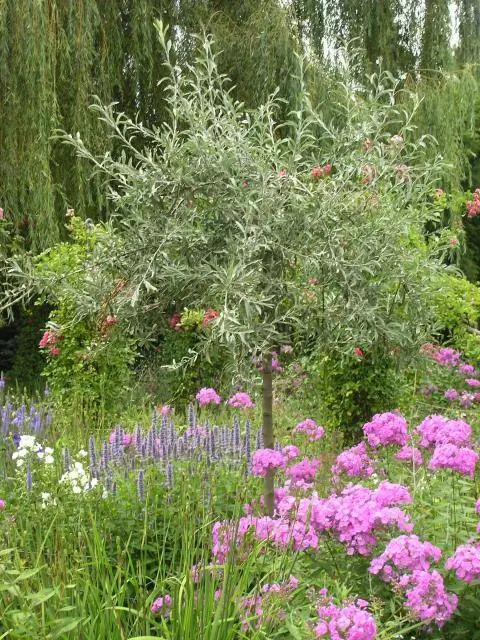 Груша ивовая