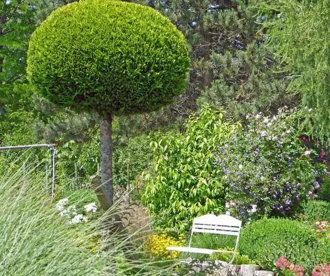 ложный кипарис