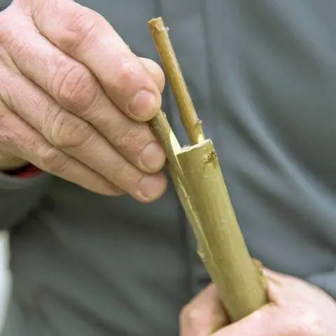 Обработка арлекиновой ивы