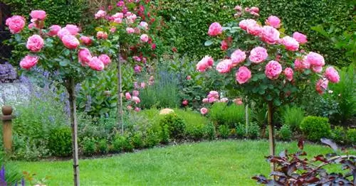 Высокий стебель