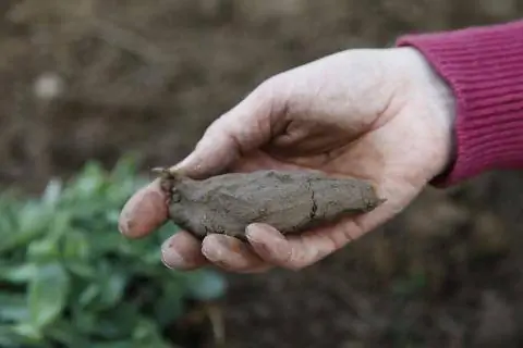 образец почвы