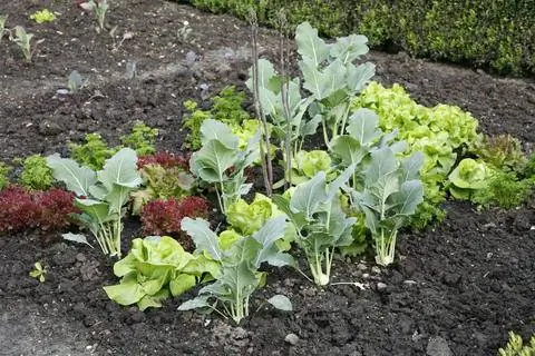 Овощная грядка