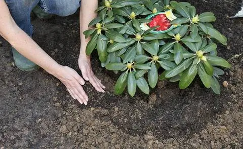 Посадить рододендроны