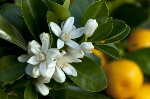 Цитрусовое растение с цветами и фруктами