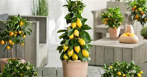 Цитрусовые растения