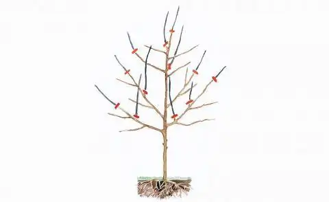 образование сократить