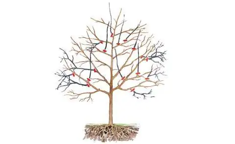 техническое сокращение