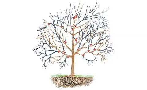 конусность