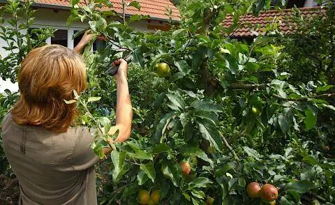 Летняя обрезка яблони