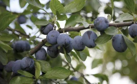 сливы на дереве